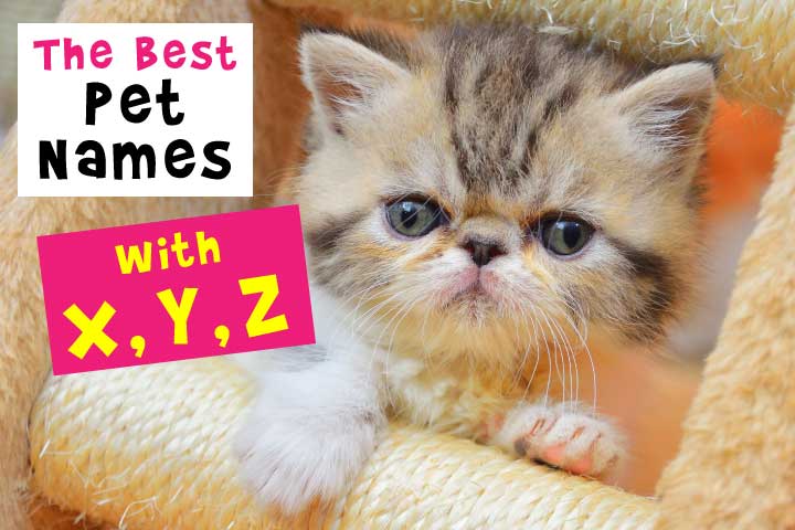 Pet Names Beginning With X, Y, and Z