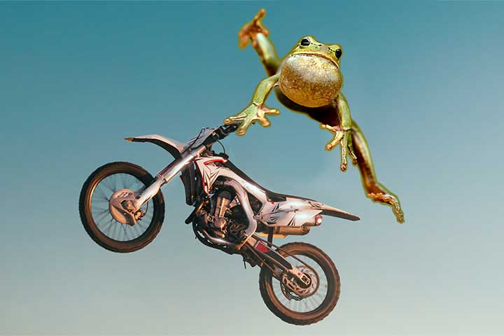 Motorbike Frog