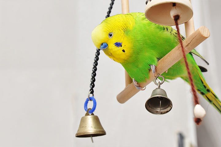 Budgie with toy