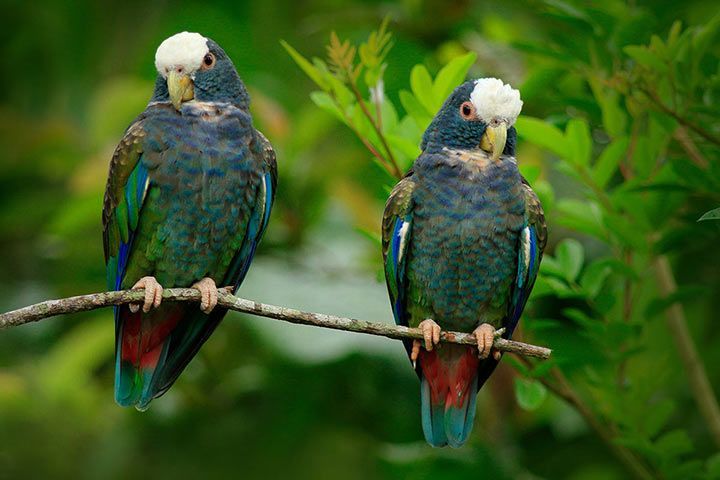 White-Crowned Parrot