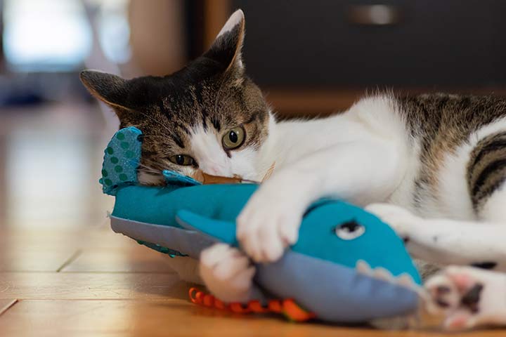 Cat with toy