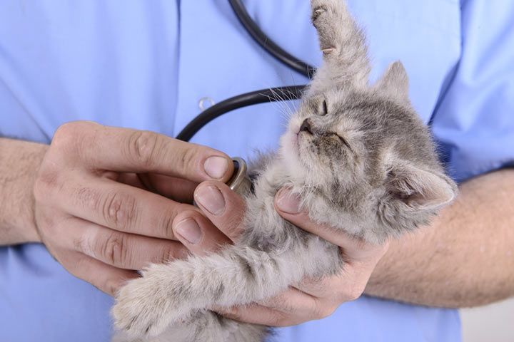 Cat is examined by the veterinarian