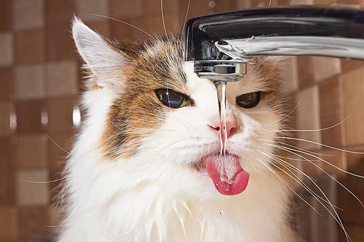 Cat drinks tap water