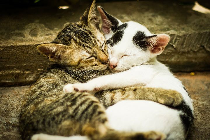10 Cute Ways How Animals Show Their Affection For Each Other