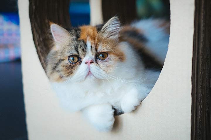Exotic Shorthair » Cat Breed Profile: Personality, Care, Pictures