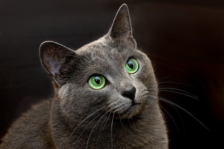 Russian Blue » Cat Breed Profile: Personality, Care, Pictures