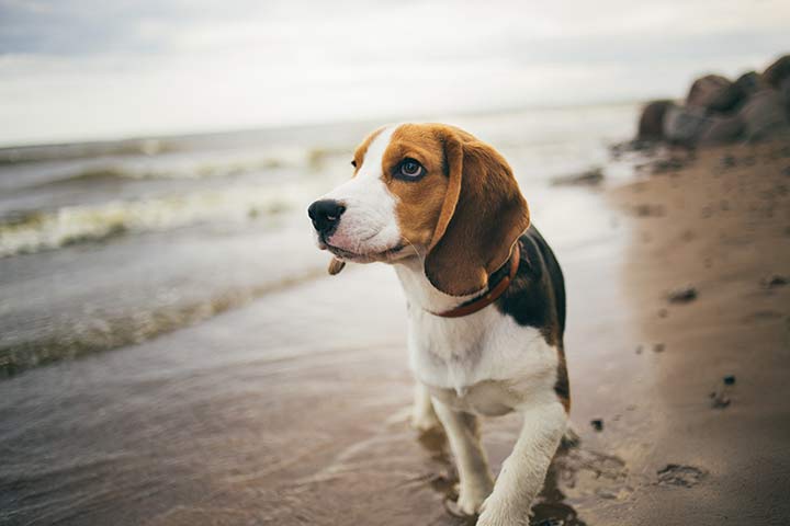 Beagle » Dog Breed Profile: Weight, Size, Lifespan, Shedding