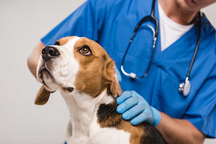 Beagle at the vet
