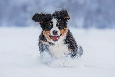 Bernese mountain dog snow m