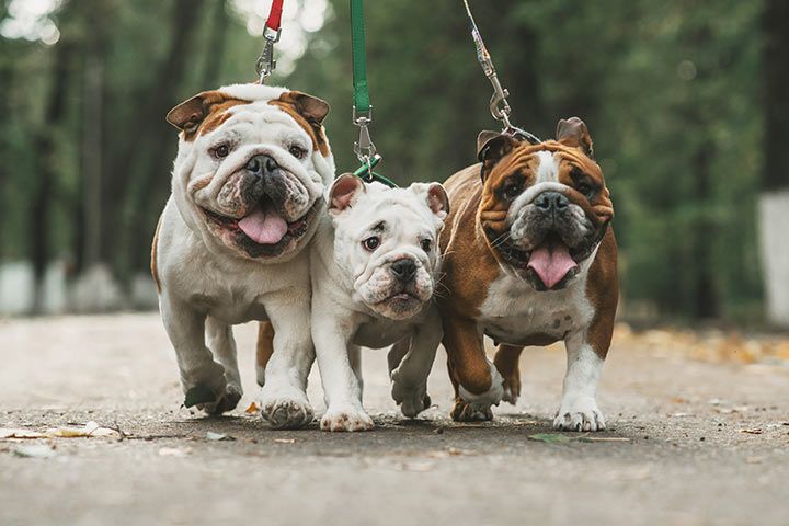 Three Bulldogs are going for a walk