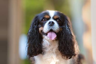 Cavalier king charles face m