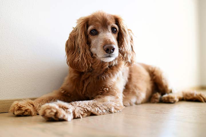 Cocker Spaniel » Dog Breed Profile: Weight, Size, Lifespan