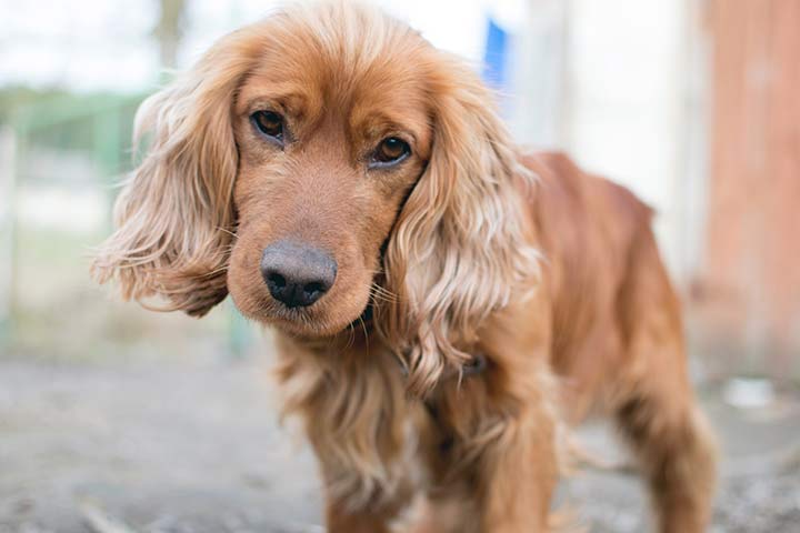 Cocker Spaniel » Dog Breed Profile: Weight, Size, Lifespan