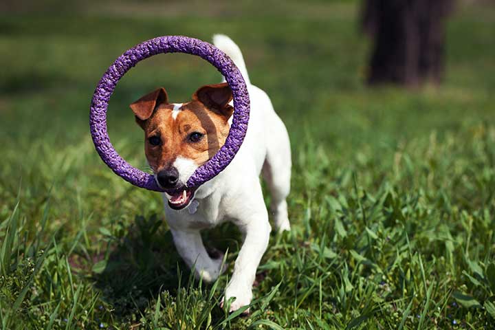 Jack Russell Terrier playing fetch