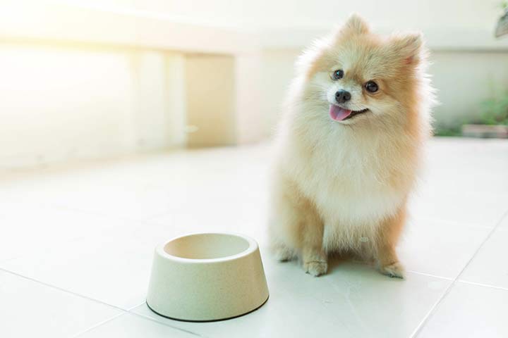 Pomeranian with empty bowl