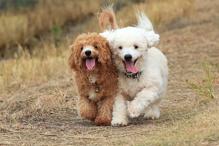 Two funny Poodles running