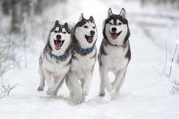 Huskies snow m