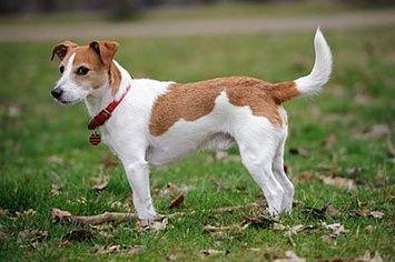 Jack russell terrier m