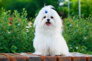 Maltese dog cute m