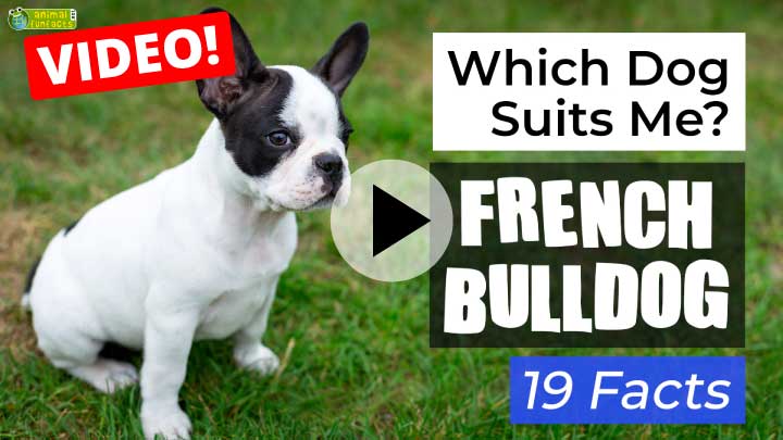 French Bulldog Dog Breed