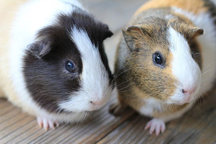 American guinea pigs