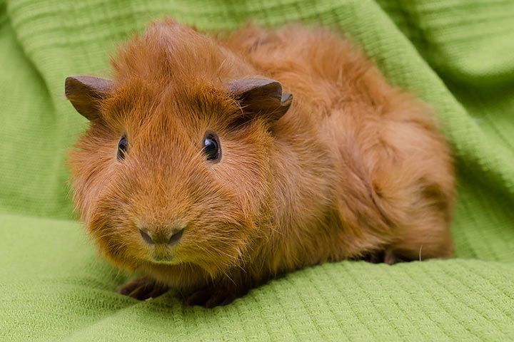monthly cost of a guinea pig