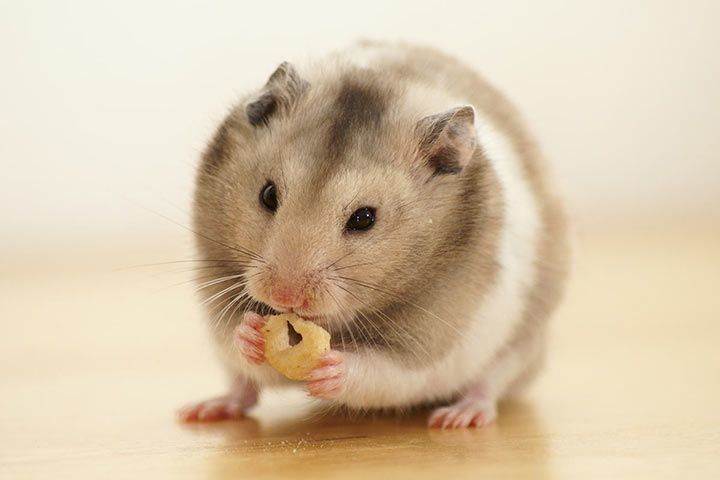 Banded Syrian Hamster » Pet Profile: Cage, Food, Lifespan