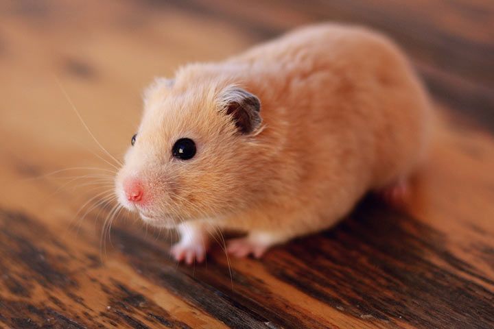 Hamster Breeds from A to Z