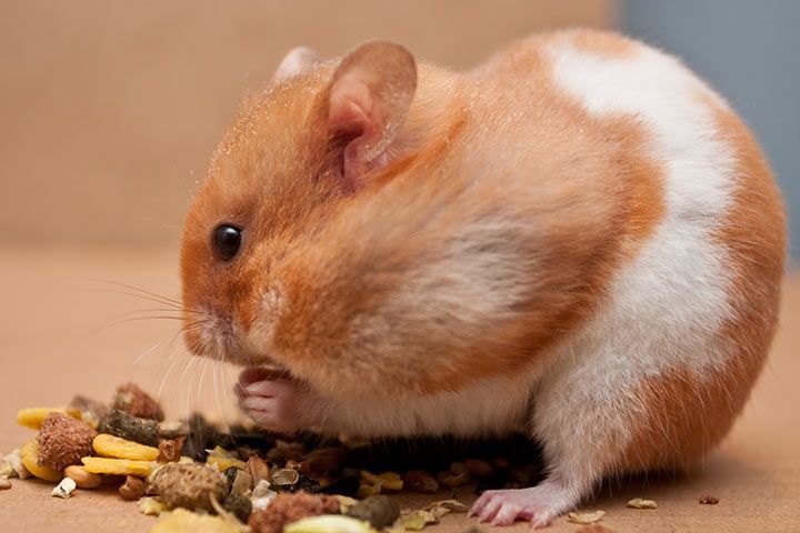 Dominant Spot Syrian Hamster