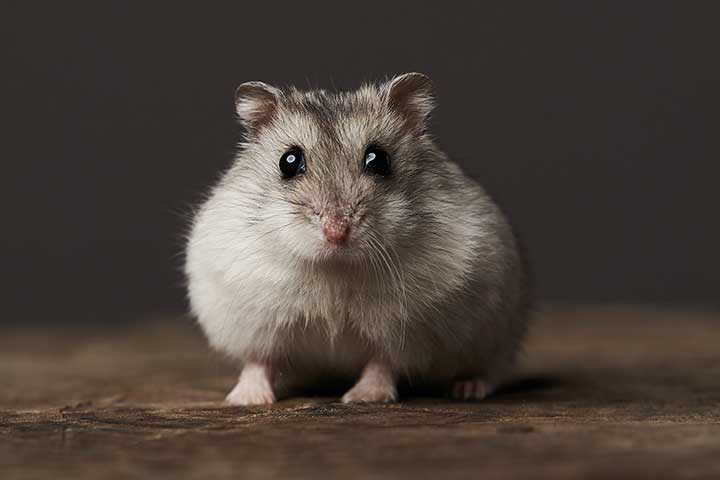 Hamster Checklist: “Before You Buy”
