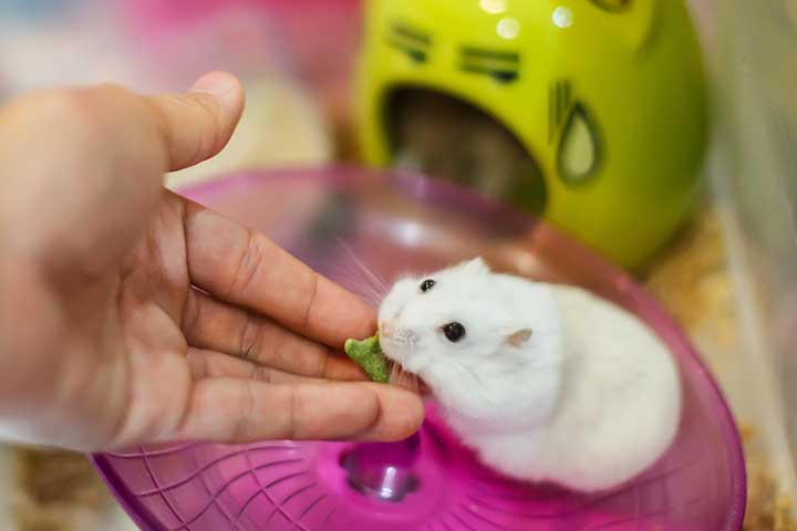 Feeding your hamster