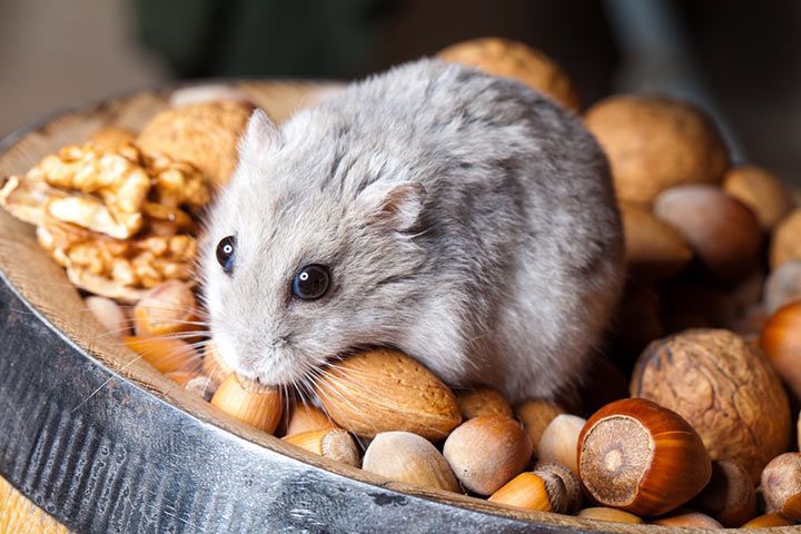 Hamster munching some Nuts