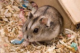 Campbell's Dwarf Hamster
