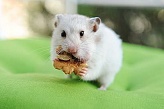 Chinese Dwarf Hamster