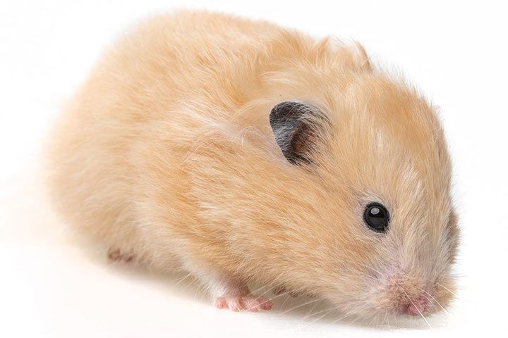 Satin Syrian Hamster