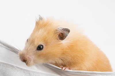 Satin Syrian Hamster