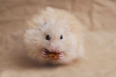 Teddy Syrian Hamster