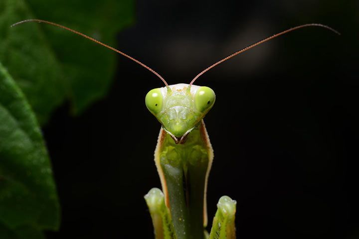 intellektuel Juice lærer Praying Mantis » Pet Profile: Care, Food, Terrarium