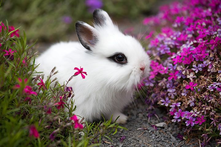 Hotot Rabbit