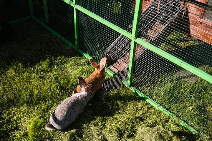 Rabbit outdoor hutch