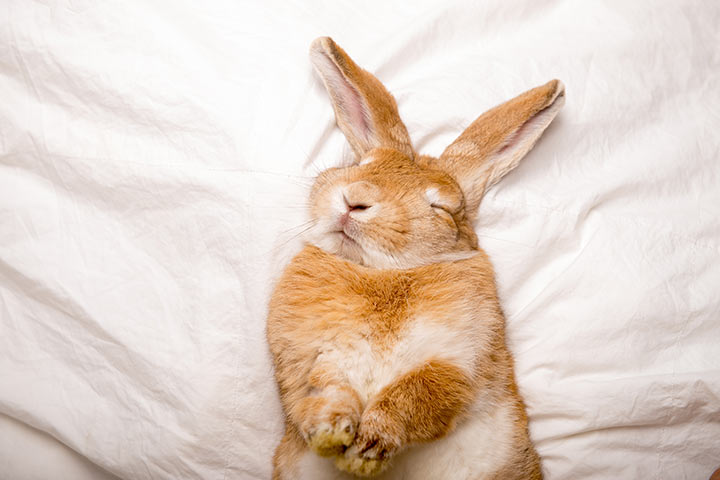 Rabbit sleeping