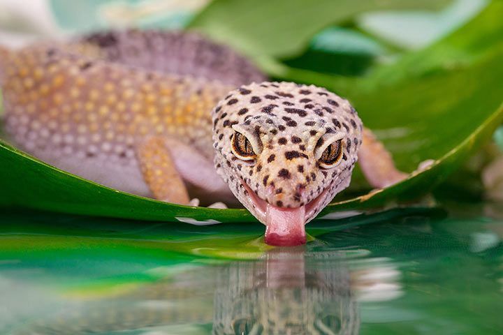 Leopard Gecko » Pet Profile: Tank, Care, Size, Food