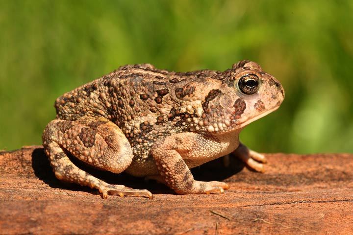 Fowler's Toad Anaxyrus fowleri