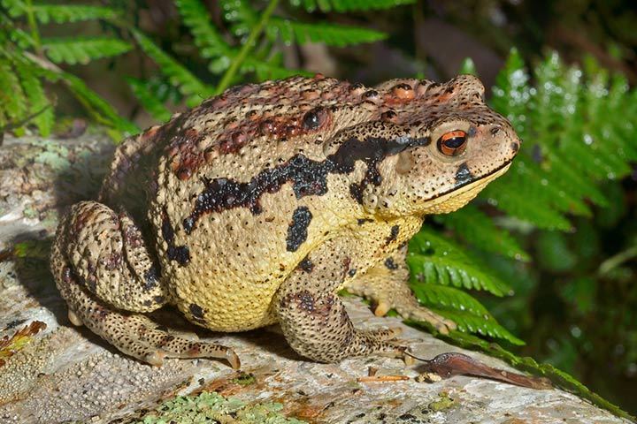Asiatic toad Bufo gargarizans