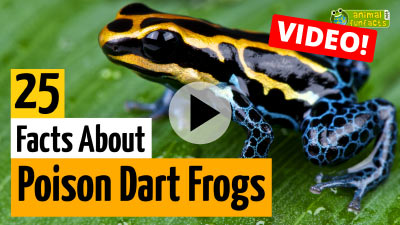 Video Poison Dart Frog