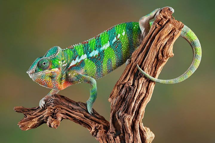 10 Animals That Change Their Color - and How They Do It