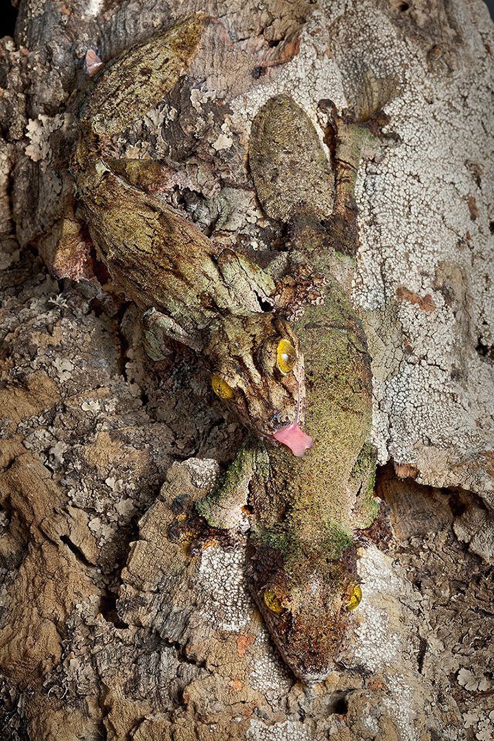 Leaf-Tail Gecko