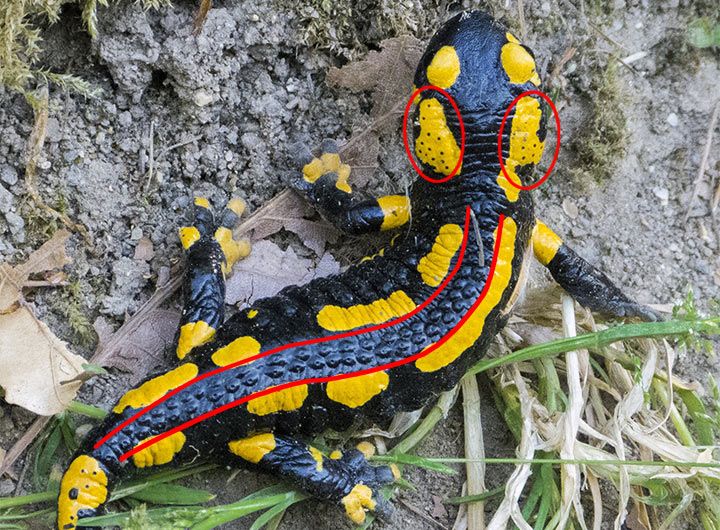 Fire Salamander Poison Glands