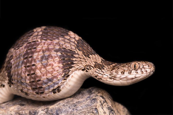 Egg-Eating Snake