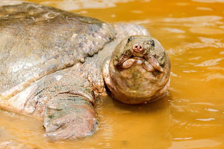Cantor's Giant Softshell Turtle